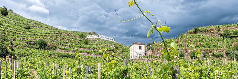 The Man, The Myth, The Legend: Michel Chapoutier’s Sélection Parcellaire