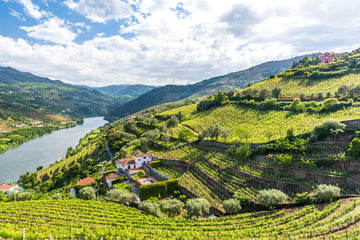 Wine 101: Portugal's Tradition & Revival