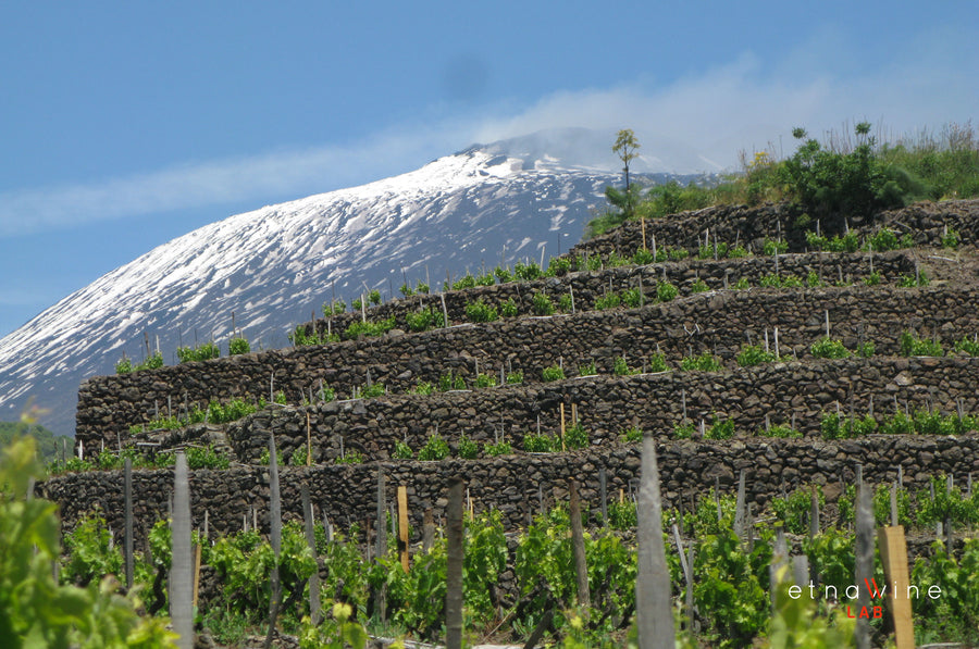 Mt. Etna Explained: Le Contrade dell'Etna