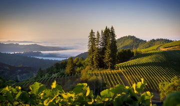 California Pinot Noir Tasting