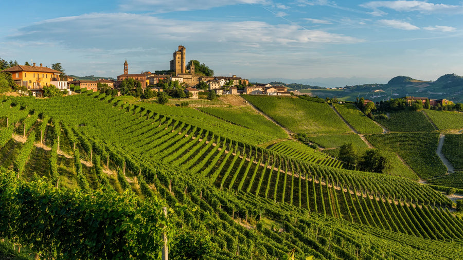 Wine 101: Piemonte, Baby!